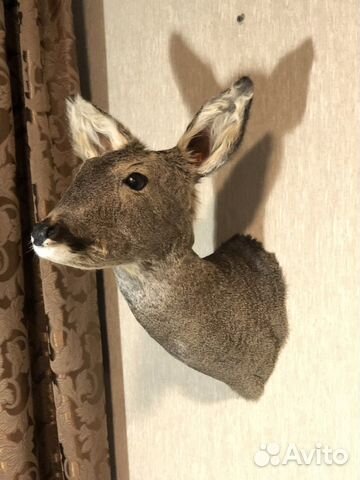 Чучело косули