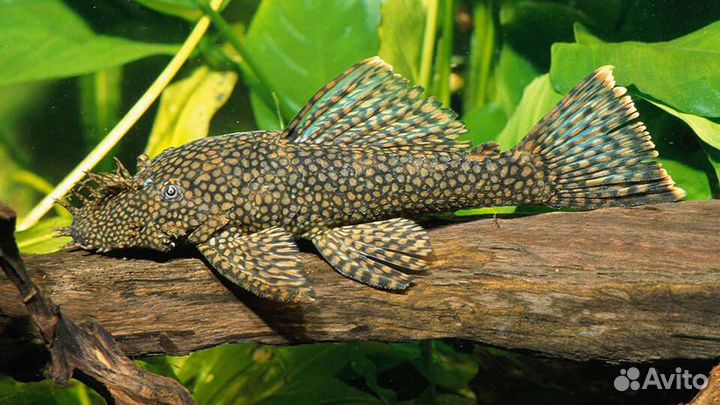 Гуппи,анцитрусы,анубиас