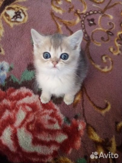 Шотландские котятки