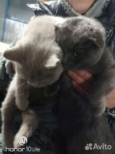 Коты два самца в добрые руки