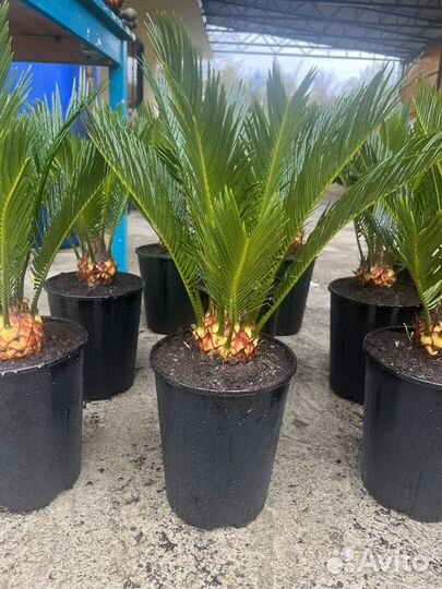 Саговник (цикас)