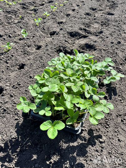 Рассада клубники