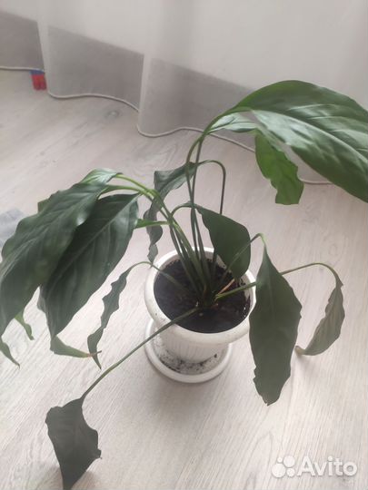 Спатифиллум