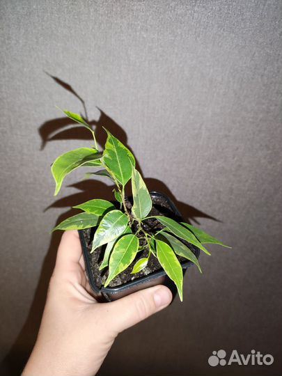 Фикус бенджамина