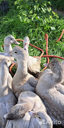 Индоутята лаванда