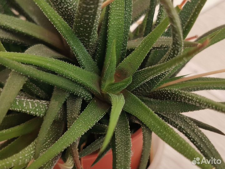 Суккуленты хавортия