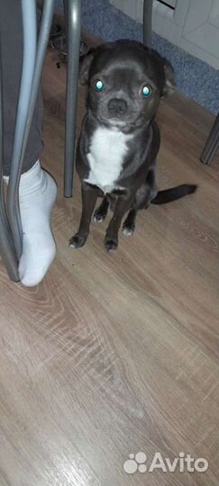 Вязка чихуахуа