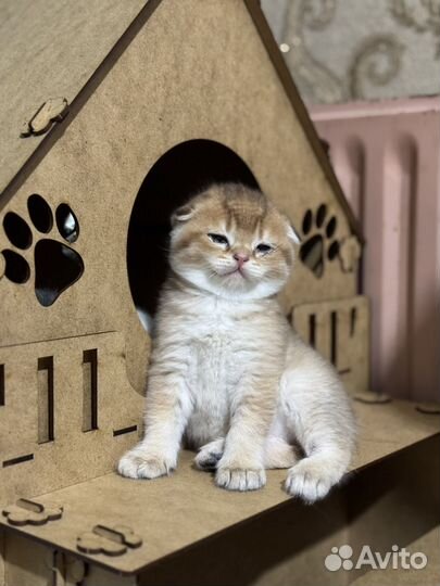Шотландские вислоухие котята