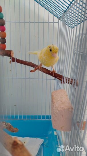 Кенара и канарейки