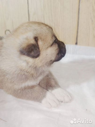 Отдам бесплатно