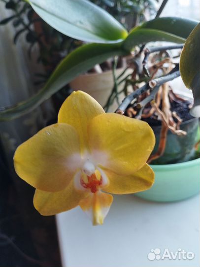 Орхидея фаленопсис жёлтый шоколад