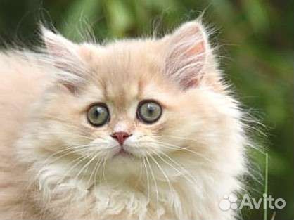 Британская шиншилла Лилак