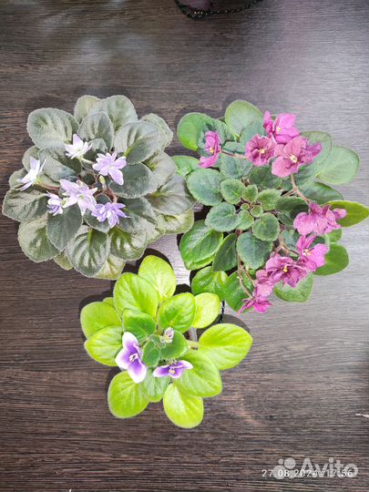 Фиалки наборы