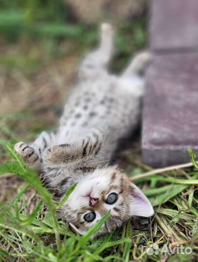 Котят подкинули в коробке