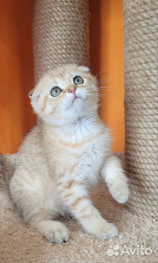 Шотландские котята с документами