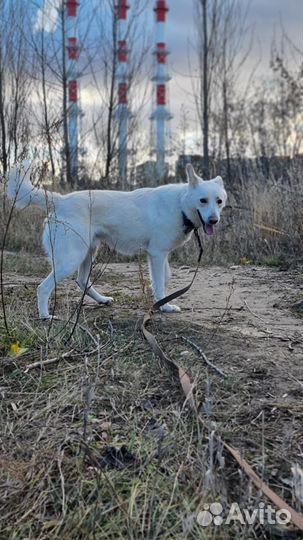 Белоснежный красавец из приюта в дар