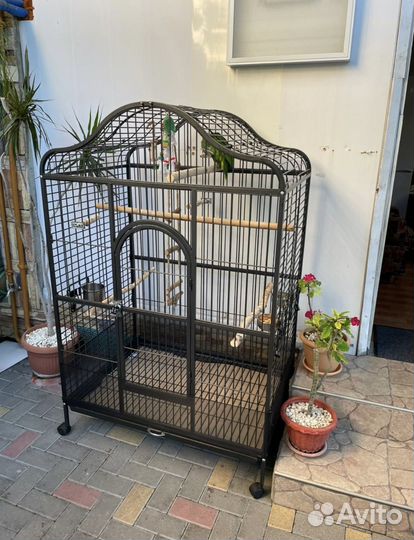 Попугай амазон