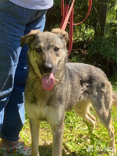 Собака Нора в добрые руки