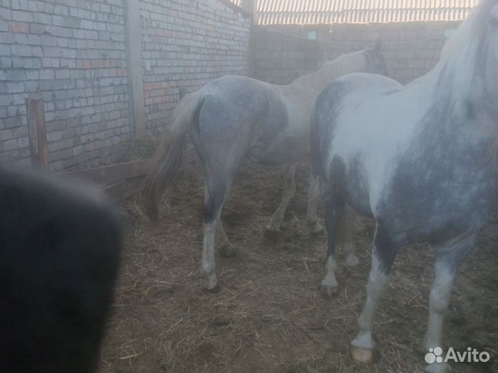 Продам кобыл