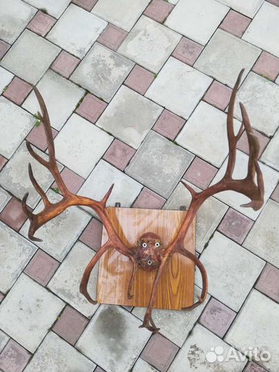 Рога оленя