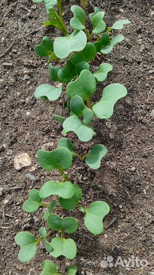 Продам рассаду огурцов, капусты кольраби