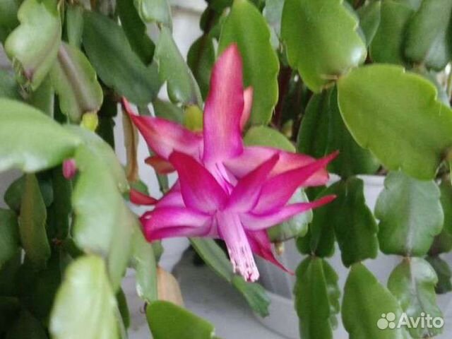 Декабрист розовый