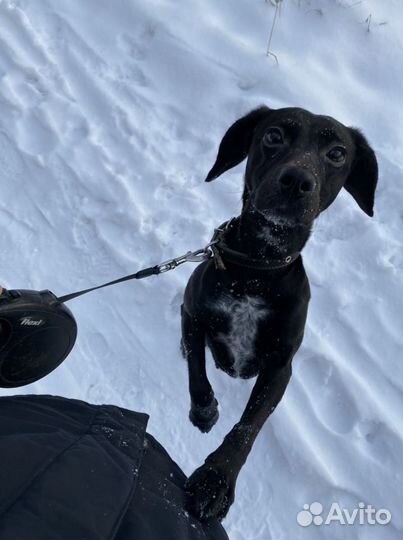 Собака в добрые руки