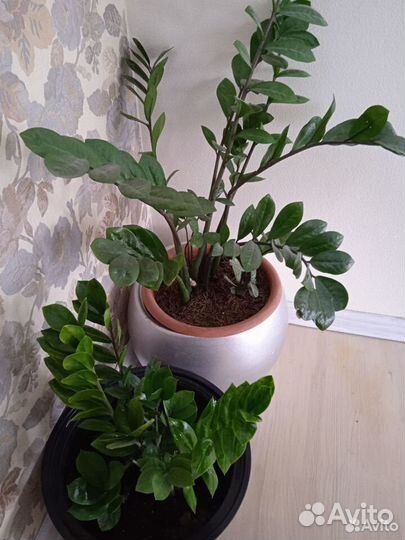 Замиокулькас