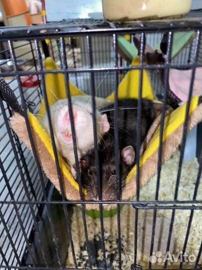 Крыса с клеткой бесплатно