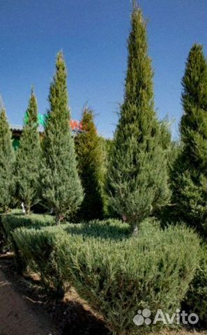 Можжевельник скайрокет. Доставим на дом