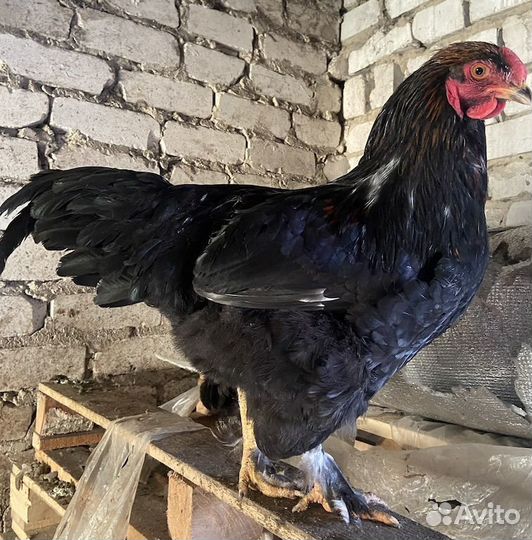 Яйцо на инкубацию