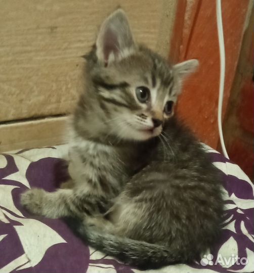 Котята крысоловы