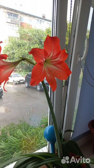 Гиппиаструм, аморалис, гипераструм