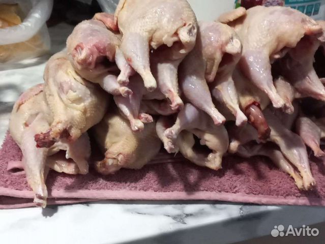 Перепелиное мясо