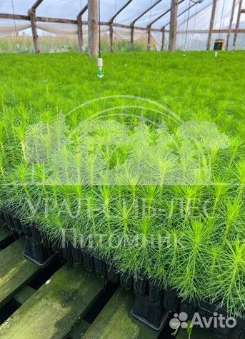 Сеянцы Лиственницы Сибирской с зкс