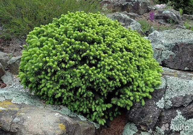 Почвопокровные хвойники