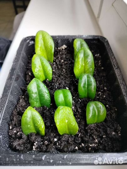 Замиокулькас Жук (Bug)