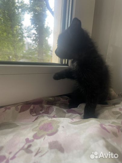 Котенок мальчик