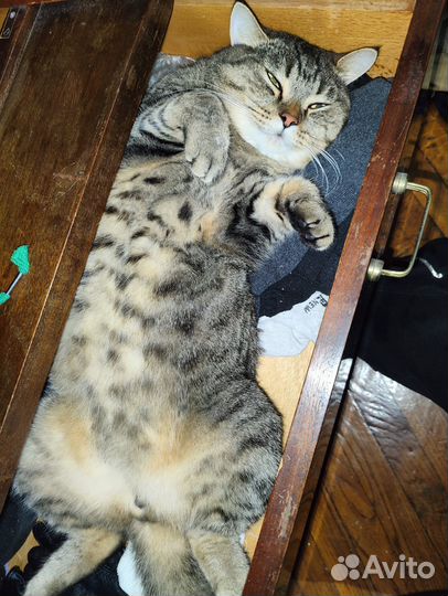 Кот колдун