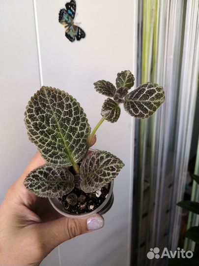 Комнатные растения