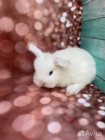Мини крольчата