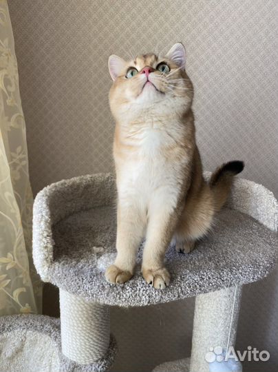 Шотландский кот на вязку