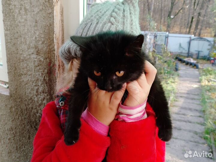 Отдаю котенка