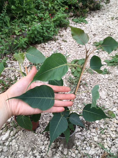 Фикус священный Эдем