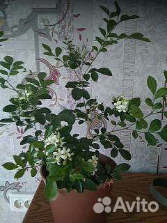 Мурайя метельчатая и гранат нана