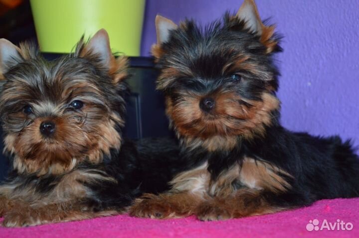 Кукольные девочки и мальчики РКФ