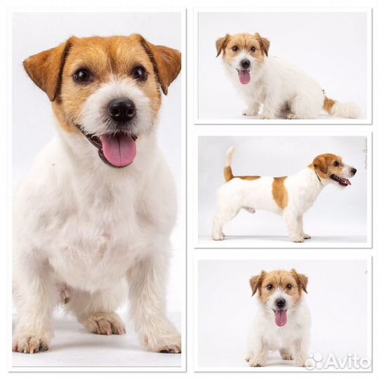 Честный тримминг, породный стриппинг, пэт-стрижки