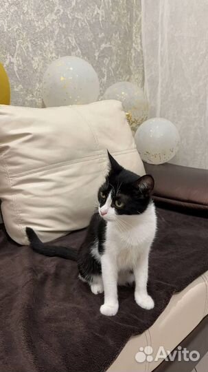 Кошка в дар