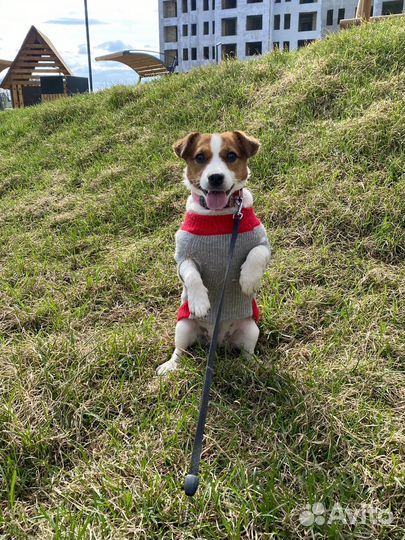 Модель Джек рассел девочка