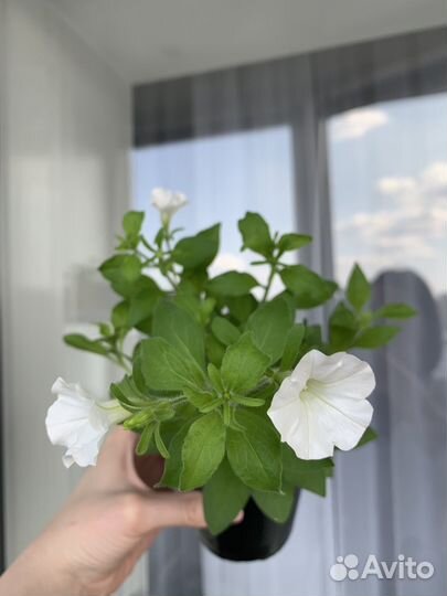 Петуния полуампельная vanilla manilla